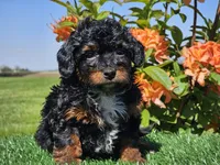 Jeska, a female Miniature Aussiedoodle for sale in Boyden, IA – 1 of 10