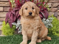 Wilson, a male Goldendoodle for sale in Boyden, IA – 2 of 10