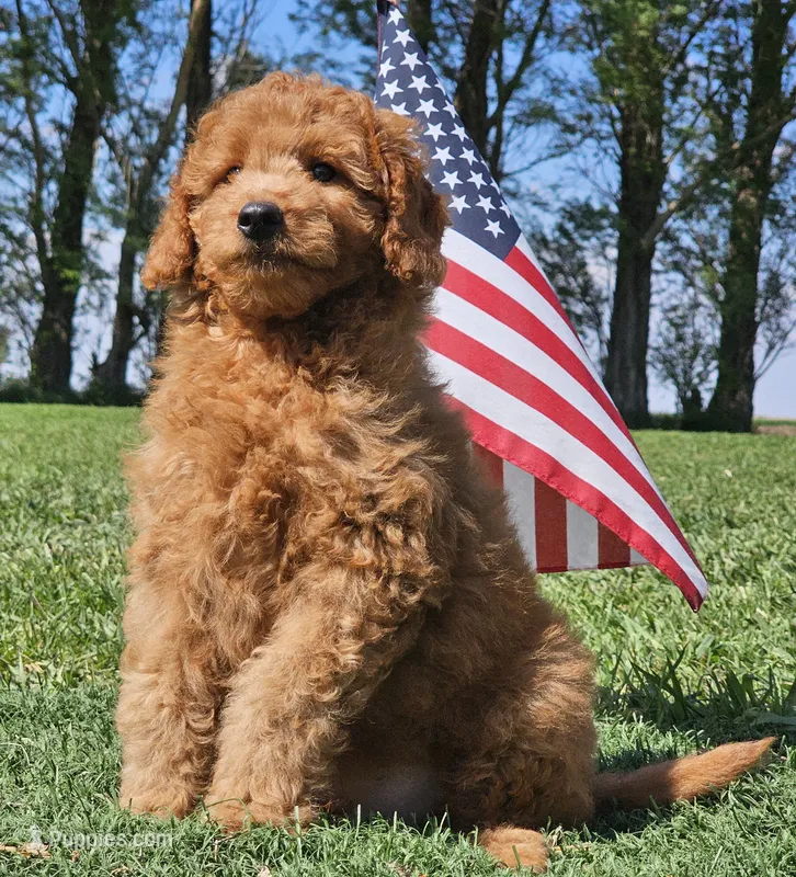 Isaac – Goldendoodle puppy for sale in Boyden, IA