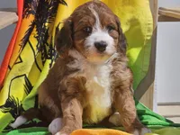 Sailor, a female Miniature Bernedoodle for sale in Boyden, IA – 6 of 10