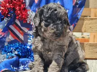 Klio, a male Bernedoodle for sale in Boyden, IA – 9 of 10