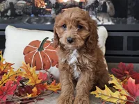 Renee, a female Cavapoo for sale in Boyden, IA – 5 of 10