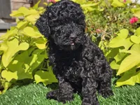 Panda, a male Poodle - Miniature  for sale in Boyden, IA – 4 of 10
