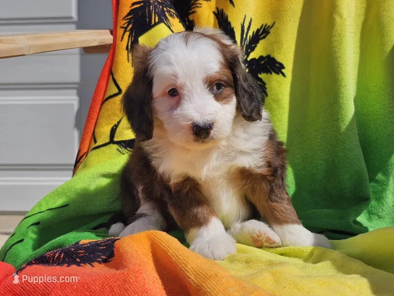 Sonic – Miniature Bernedoodle puppy for sale in Boyden, IA