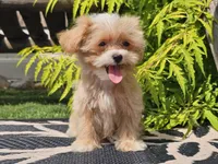 Lucky, a male Maltipoo for sale in Boyden, IA – 6 of 10