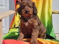 Sultan, a male Miniature Bernedoodle for sale in Boyden, IA – 10 of 10