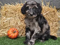 Sabrina , a female Goldendoodle for sale in Boyden, IA – 3 of 10