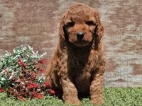 Isaac, a male Goldendoodle for sale in Boyden, IA – Photo 9 of 10