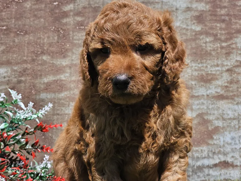 Isaac – Goldendoodle puppy for sale in Boyden, IA