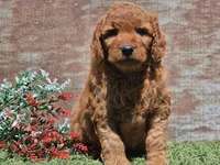 Isaac, a male Goldendoodle for sale in Boyden, IA – Photo 2 of 10