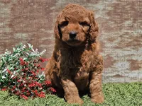 Isaac, a male Goldendoodle for sale in Boyden, IA – Photo 10 of 10