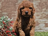 Isaac, a male Goldendoodle for sale in Boyden, IA – Photo 5 of 10