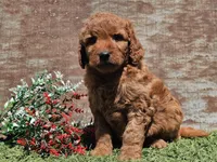 Isaac, a male Goldendoodle for sale in Boyden, IA – Photo 7 of 10