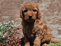 Isaac, a male Goldendoodle for sale in Boyden, IA – Photo 4 of 10