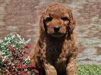 Isaac, a male Goldendoodle for sale in Boyden, IA – Photo 6 of 10