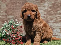 Isaac, a male Goldendoodle for sale in Boyden, IA – Photo 3 of 10