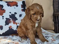 Joni, a female Miniature Goldendoodle for sale in Boyden, IA – 3 of 10
