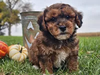 Banjo, a male Havapoo for sale in Boyden, IA – 10 of 10