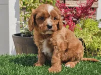 Gage, a male Cavapoo for sale in Boyden, IA – 4 of 10