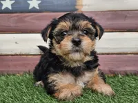 Kala, a female Morkie for sale in Boyden, IA – 8 of 10