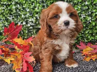 Toby, a male Cavapoo for sale in Boyden, IA – 8 of 10