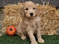 Slater, a male Goldendoodle for sale in Boyden, IA – 9 of 10