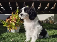 Gilbert , a male Cavapoo for sale in Boyden, IA – 8 of 10