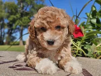 Isaac, a male Havapoo for sale in Boyden, IA – 5 of 10