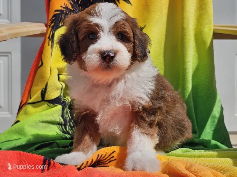 Slade – Miniature Bernedoodle puppy for sale in Boyden, IA