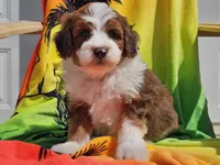 Slade, a male Miniature Bernedoodle for sale in Boyden, IA – 1 of 10