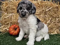 Snoopy, a male Goldendoodle for sale in Boyden, IA – 3 of 10