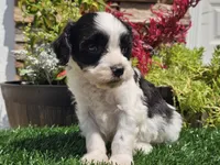 Gilbert , a male Cavapoo for sale in Boyden, IA – 7 of 10