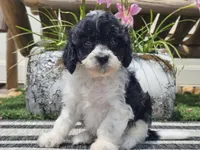Turbo, a male Cavapoo for sale in Boyden, IA – 2 of 10