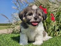 Ella, a female Shorkie for sale in Boyden, IA – 9 of 10