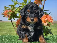 Jamy, a male Miniature Aussiedoodle for sale in Boyden, IA – 4 of 10
