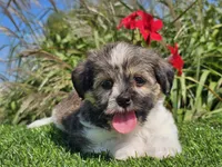 Ella, a female Shorkie for sale in Boyden, IA – 6 of 10