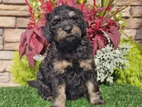 Wags, a male Goldendoodle for sale in Boyden, IA – 6 of 10