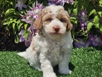 Simba, a male Havapoo for sale in Boyden, IA – 4 of 10