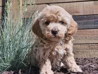 Raya, a female Havapoo for sale in Boyden, IA – 8 of 10