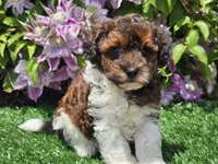 Scotty, a male Havapoo for sale in Boyden, IA – 2 of 10