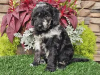 Whitley, a female Goldendoodle for sale in Boyden, IA – 5 of 10