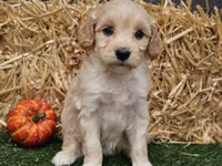 Sierra , a female Goldendoodle for sale in Boyden, IA – 3 of 10