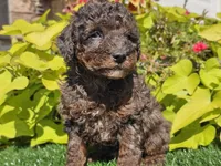 Pebbles, a male Poodle - Miniature  for sale in Boyden, IA – 9 of 10