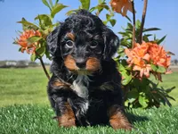 Jamy, a male Miniature Aussiedoodle for sale in Boyden, IA – 6 of 10