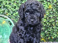 Felix, a male Whoodle for sale in Boyden, IA – 3 of 10