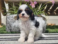 Truman, a male Cavapoo for sale in Boyden, IA – 8 of 10