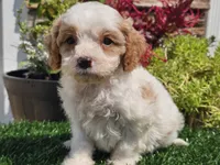 Greta, a female Cavapoo for sale in Boyden, IA – 5 of 10