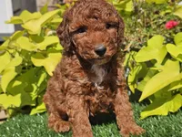 Phoenix , a male Poodle - Miniature  for sale in Boyden, IA – 7 of 10