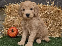 Slater, a male Goldendoodle for sale in Boyden, IA – 5 of 10