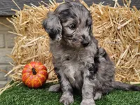Stetson , a male Goldendoodle for sale in Boyden, IA – 3 of 10